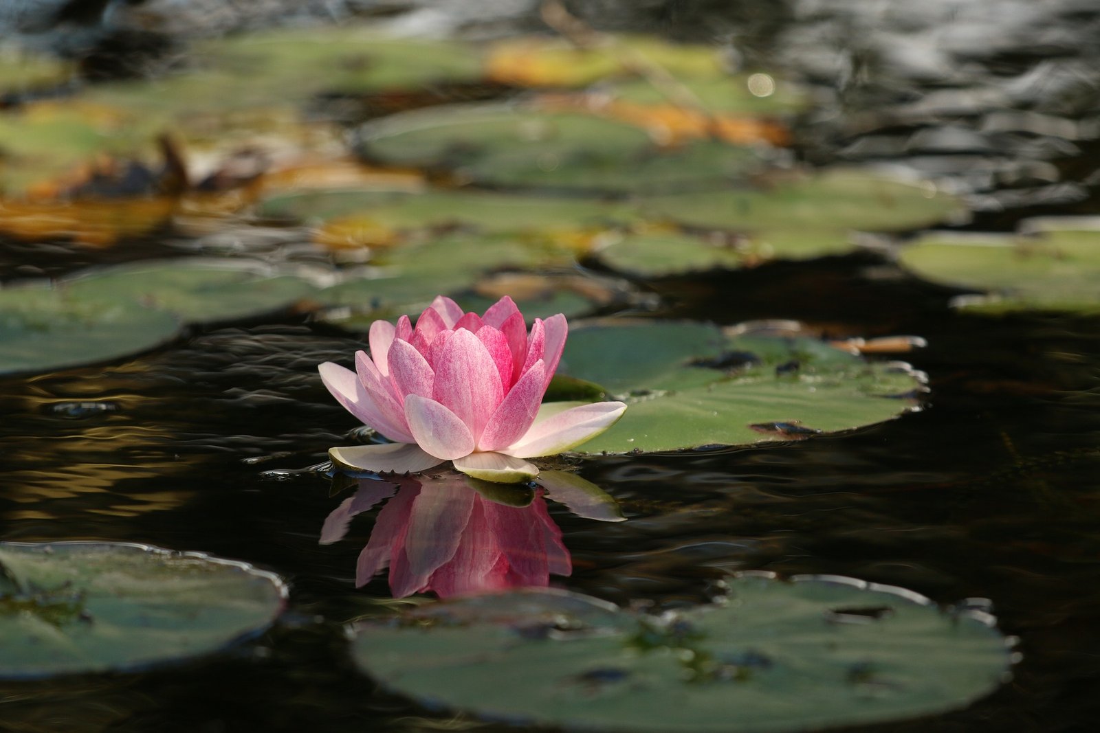 Eight Immortals Symbol: Jade Tablet & Lotus (2/4) 8 flower 1845520 1920